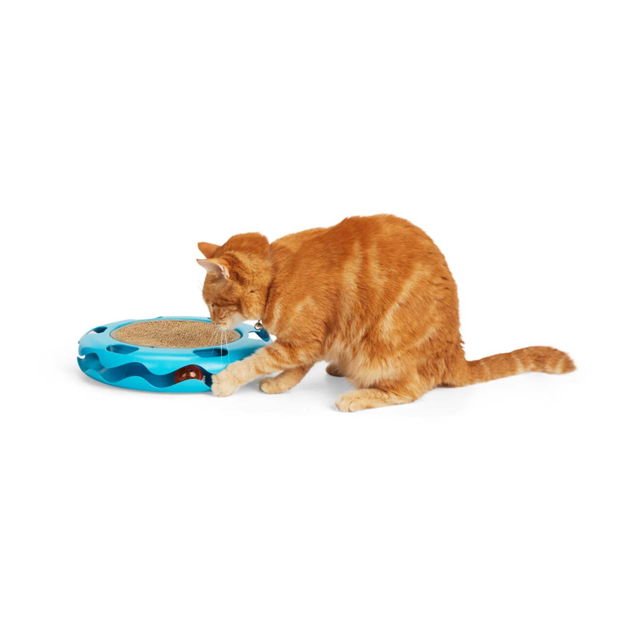 Petco cat outlet dancer