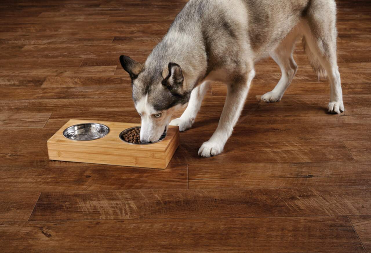 Petco dog 2025 food bowls