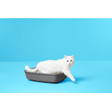 Bac à litière ouvert en plastique Petco, gris, grand Front_Three_Fourths_Angled_Left