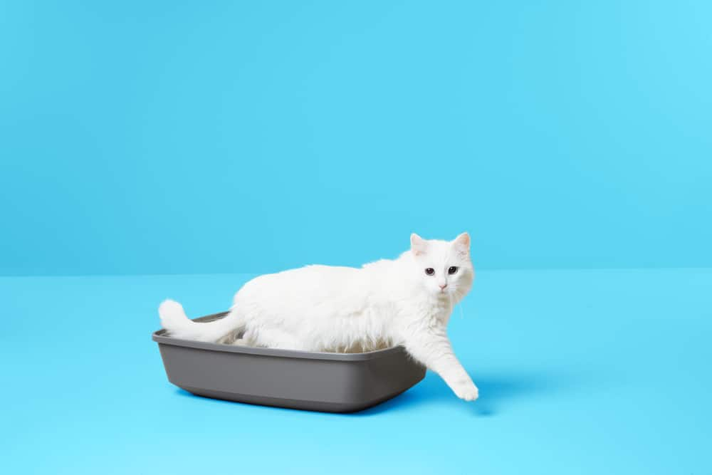 Petco large hot sale litter box