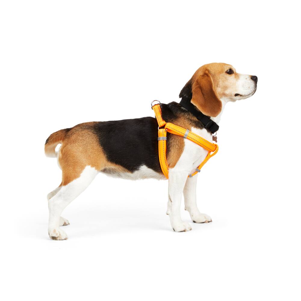 petco reflective orange safety vest for dogs