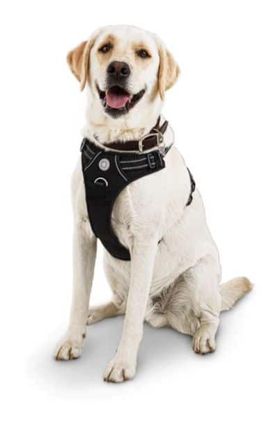 Petco dog hot sale harness