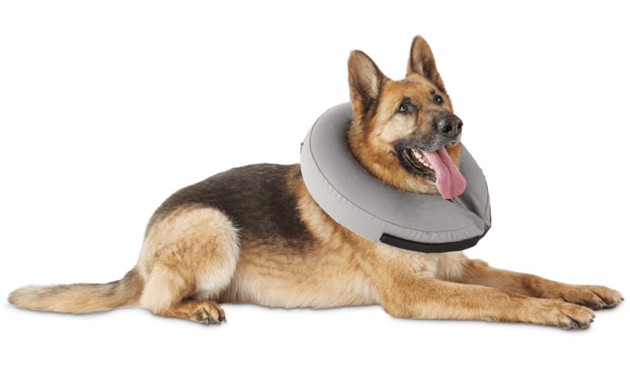Inflatable pet collar clearance
