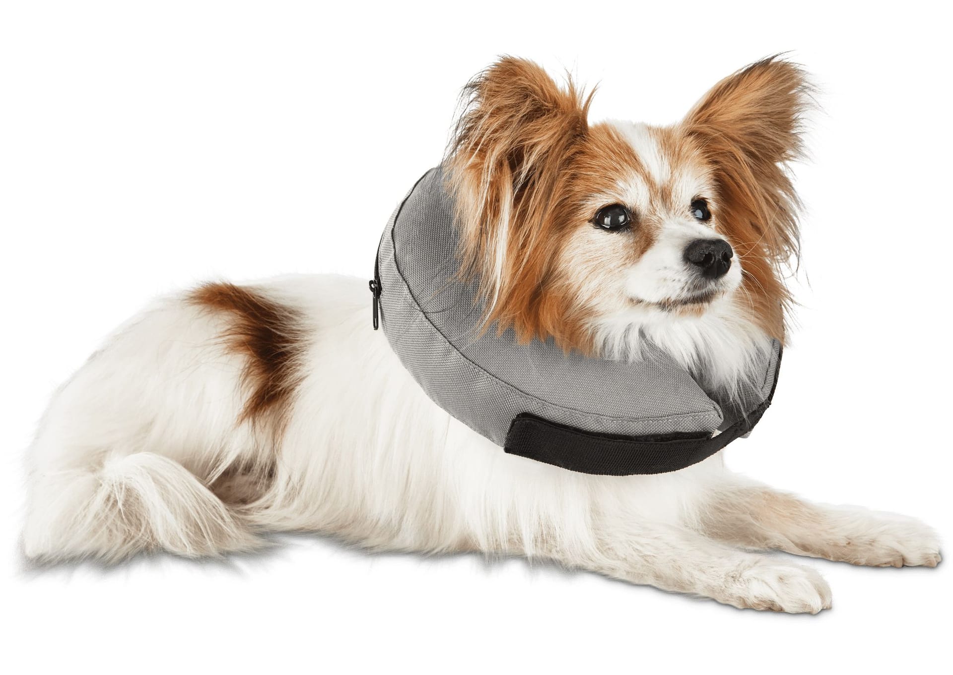 Inner tube dog collar best sale