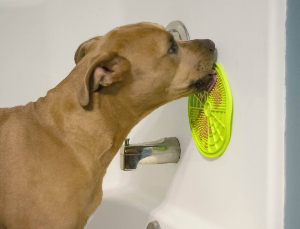 why does my dog lick the cabinets