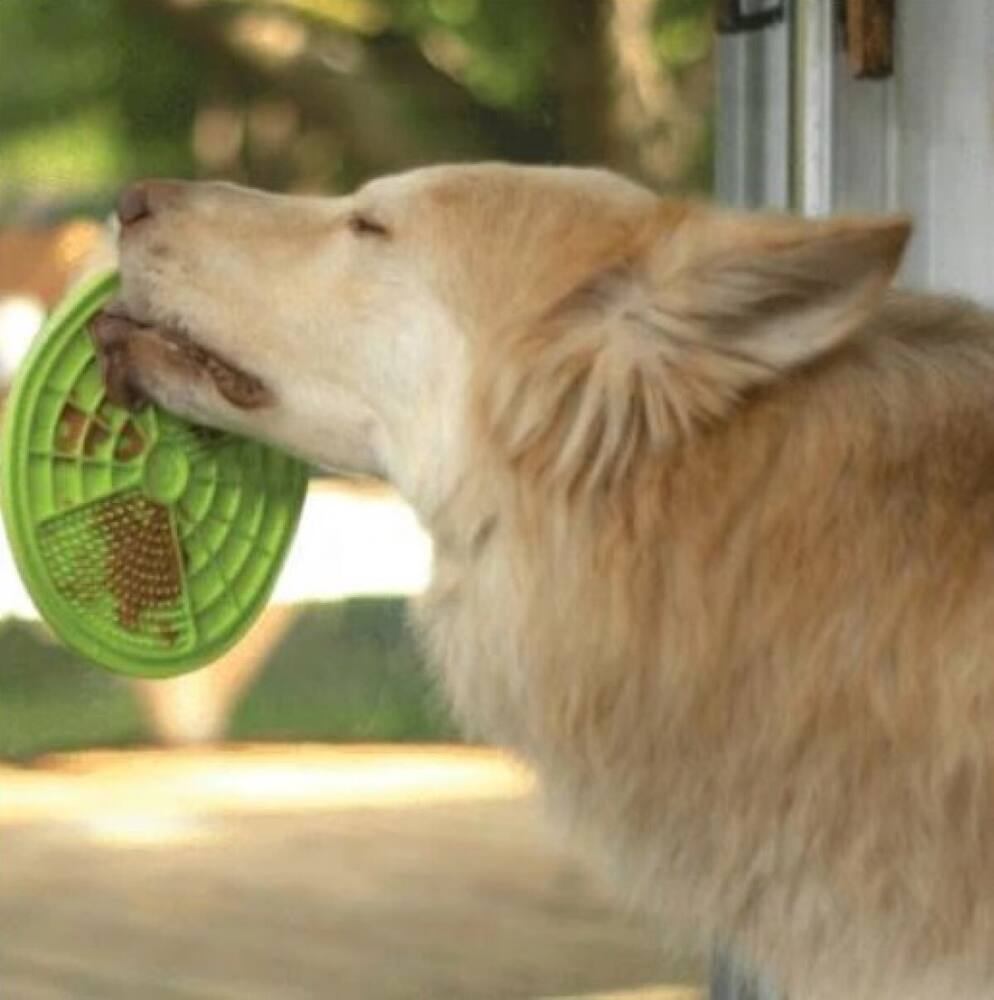 why does my dog lick the cabinets