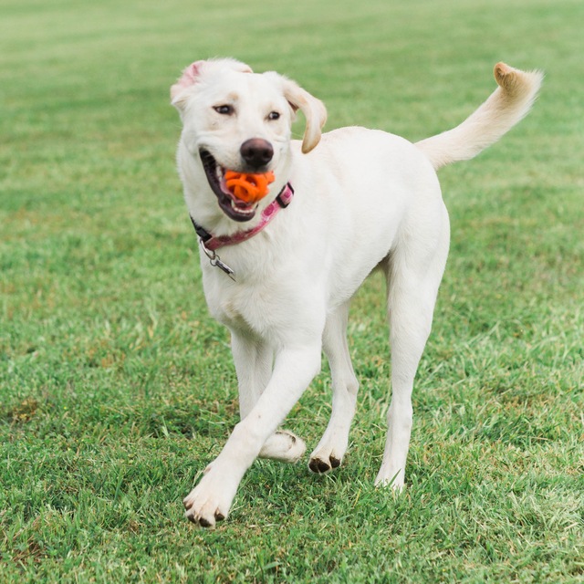 Chuckit! Breathe Right Fetch Ball Dog Toys, Medium, 2pk, Orange