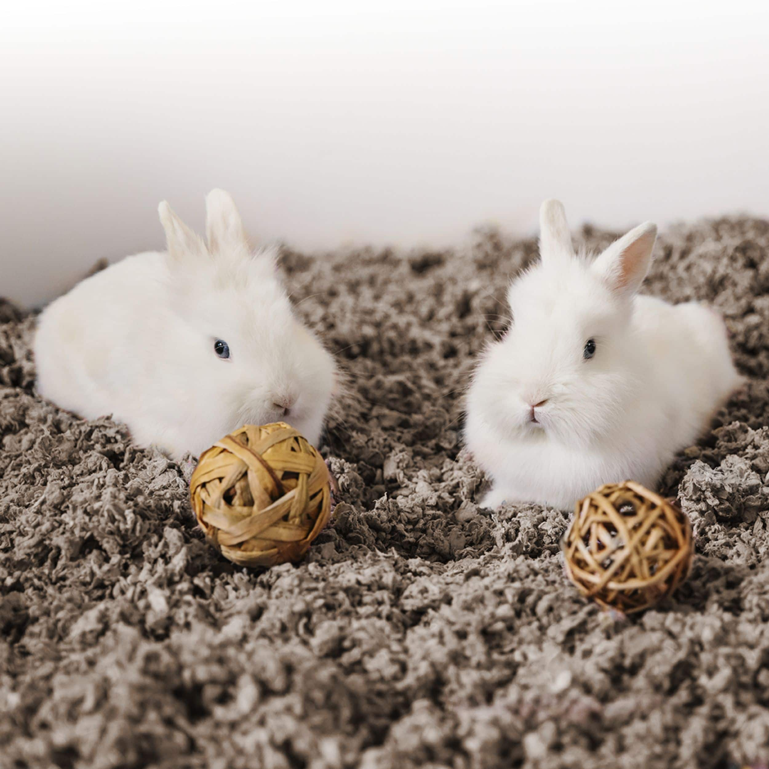 Rabbit bedding hot sale bulk