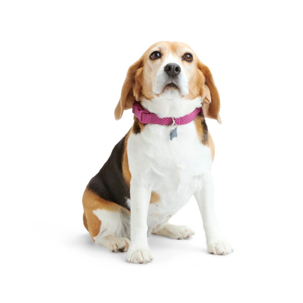 Pink reflective dog hotsell collar