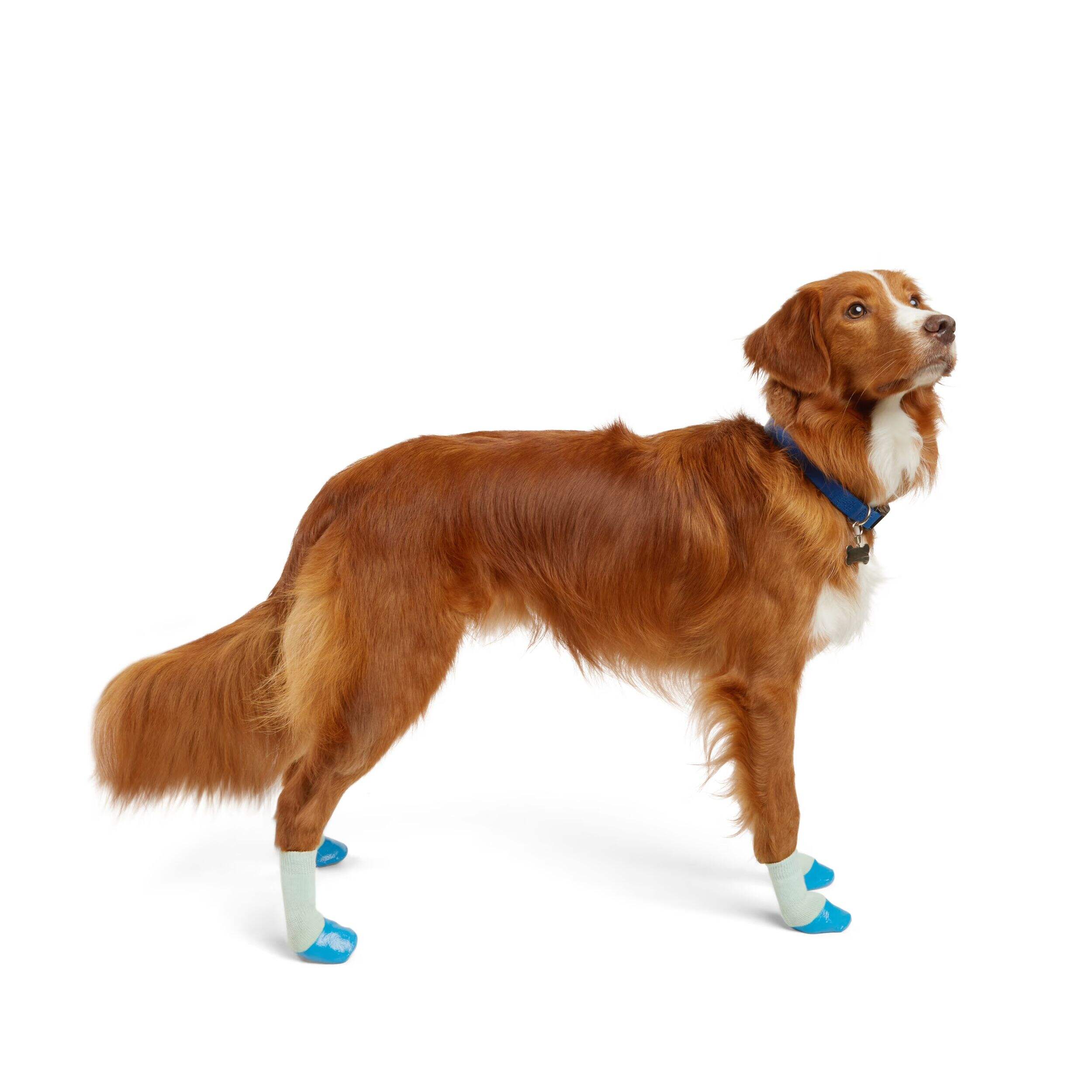 Petco NonSkid RubberDip Sock for Dogs, Blue Canadian Tire