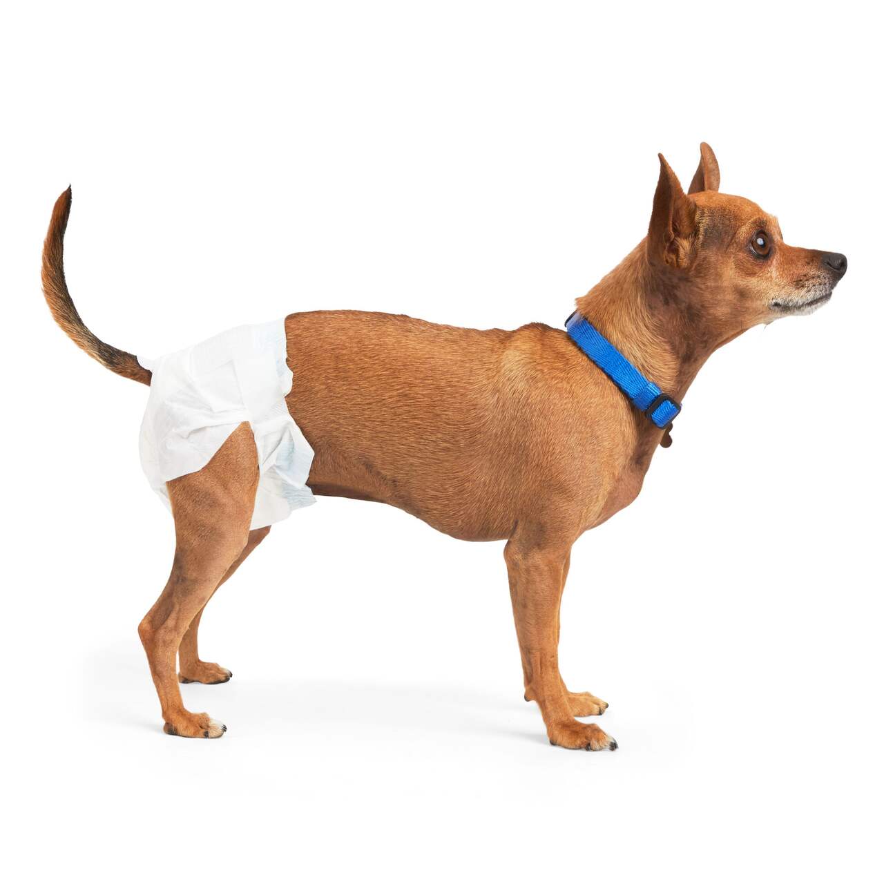 Dog Diaper Pet Physiological Pants Dog Sanitary Pants Adjustable Female Dog  Diapers Dogs Nappies, Shop Now For Limited-time Deals