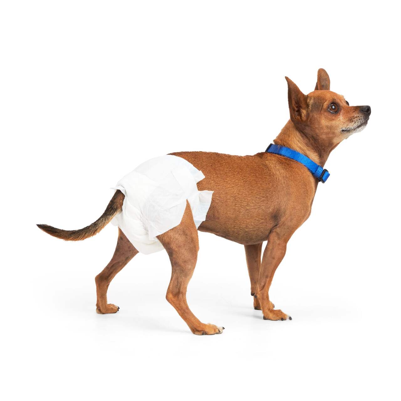 Simplicité Odour-Control Dog Training Pads, Leak-proof, 30-in x 36