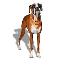 Petco Halloween Pumpkin Bandana