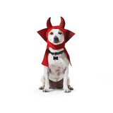 Serre-tête de diable d'Halloween Petco Front_Flat