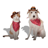Cowboy 2-Piece Pet Headpiece Halloween Costume, Brown, Assorted Sizes