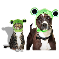 Frog Pet Costume for Halloween, Green, Assorted Sizes