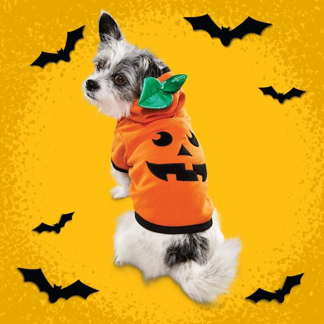 Petco Halloween Pumpkin Dog/Pet Costume Hoodie, Assorted Sizes, Orange