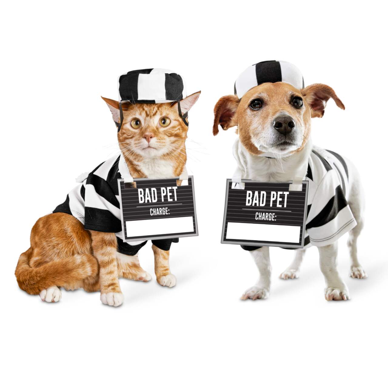 Dog criminal costume 2025