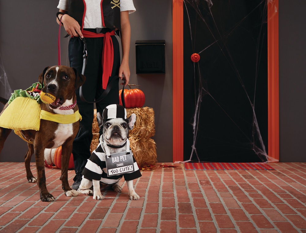 Petco Dog Halloween Costumes 2022 Petco Halloween Prisoner Dog Costume Canadian Tire