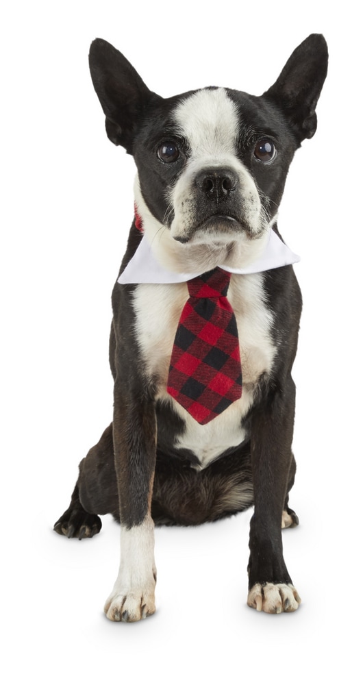 Petco Holiday Buffalo Check Necktie Dog Costume Collar Accessory