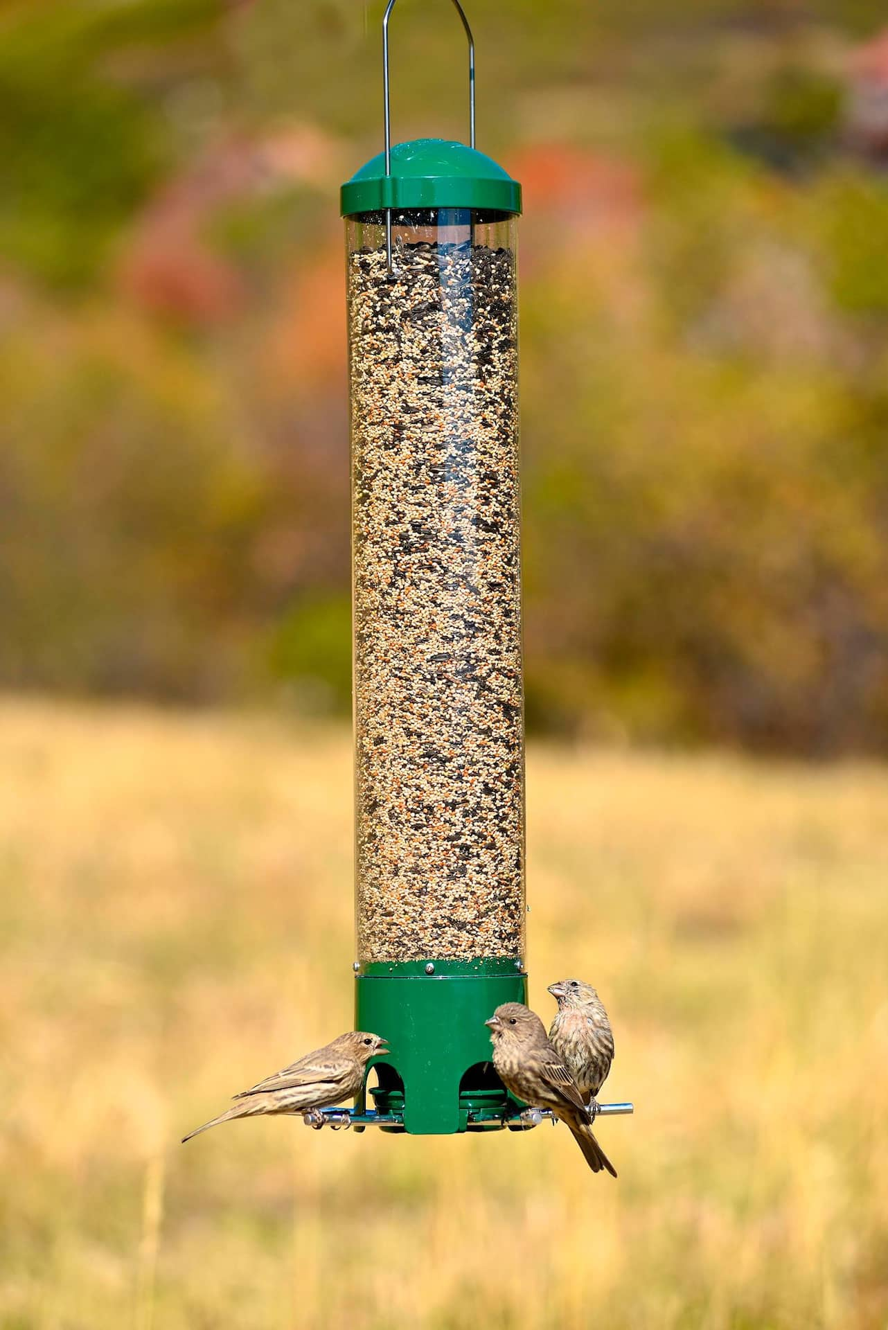 Canadian tire on sale bird feeder