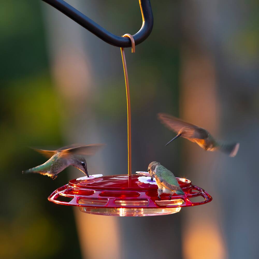 Mangeoire à colibri mangeoire à oiseaux suspendue plaque à large bouche pour 