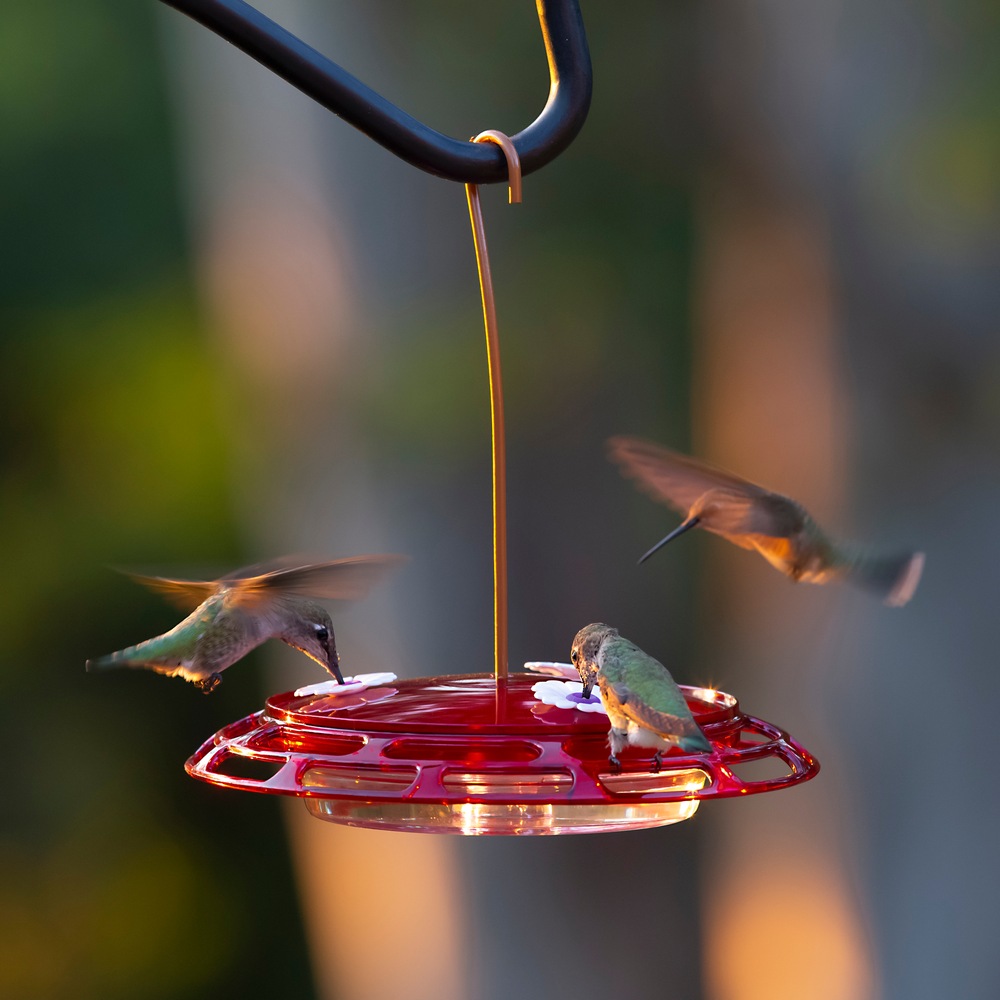 3in1 Hummingbird Feeder, 6oz Canadian Tire