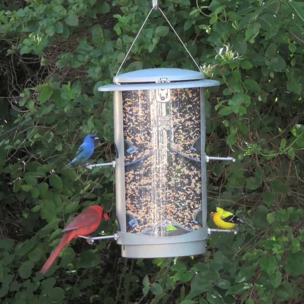 best squirrel resistant bird feeder