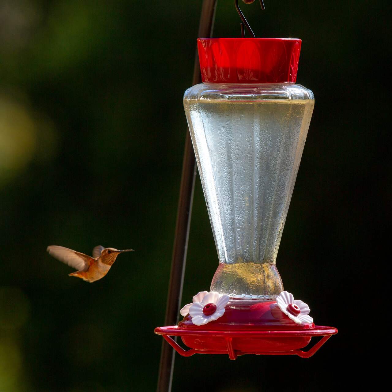 More Birds Royal Glass Hummingbird Feeder, 31-oz