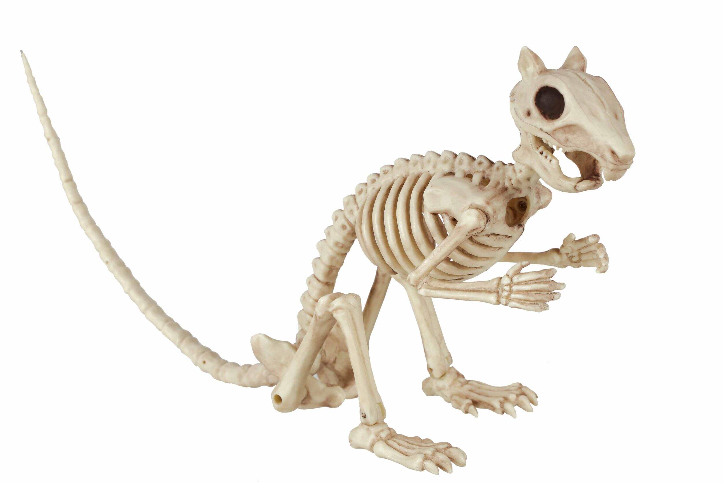 Sitting Skeleton Squirrel Halloween Decoration, 7-in Front_Angled_Right