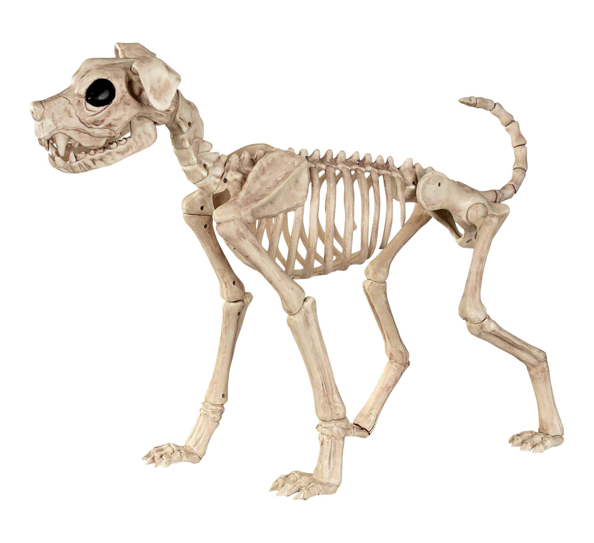 Buster Bonez Skeleton Dog Halloween Decoration, 20-in Front_Angled_Left