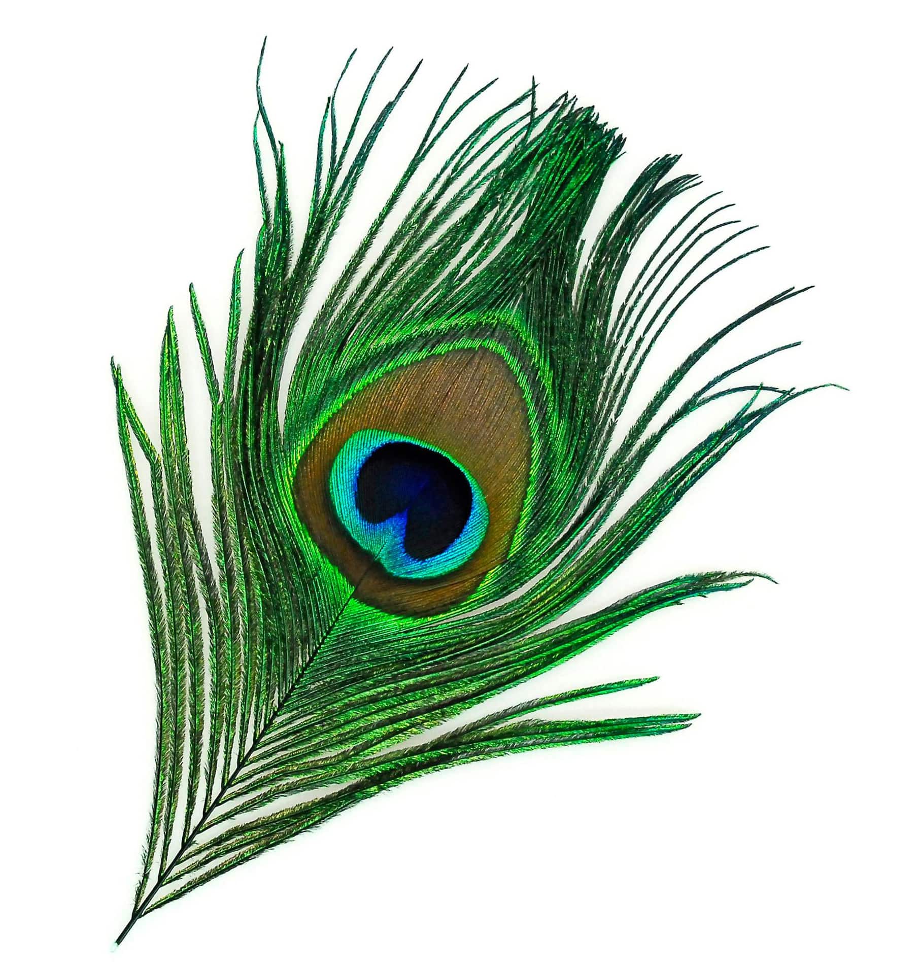 Crystal River Peacock Eye Feathers, Natural, 2-pk