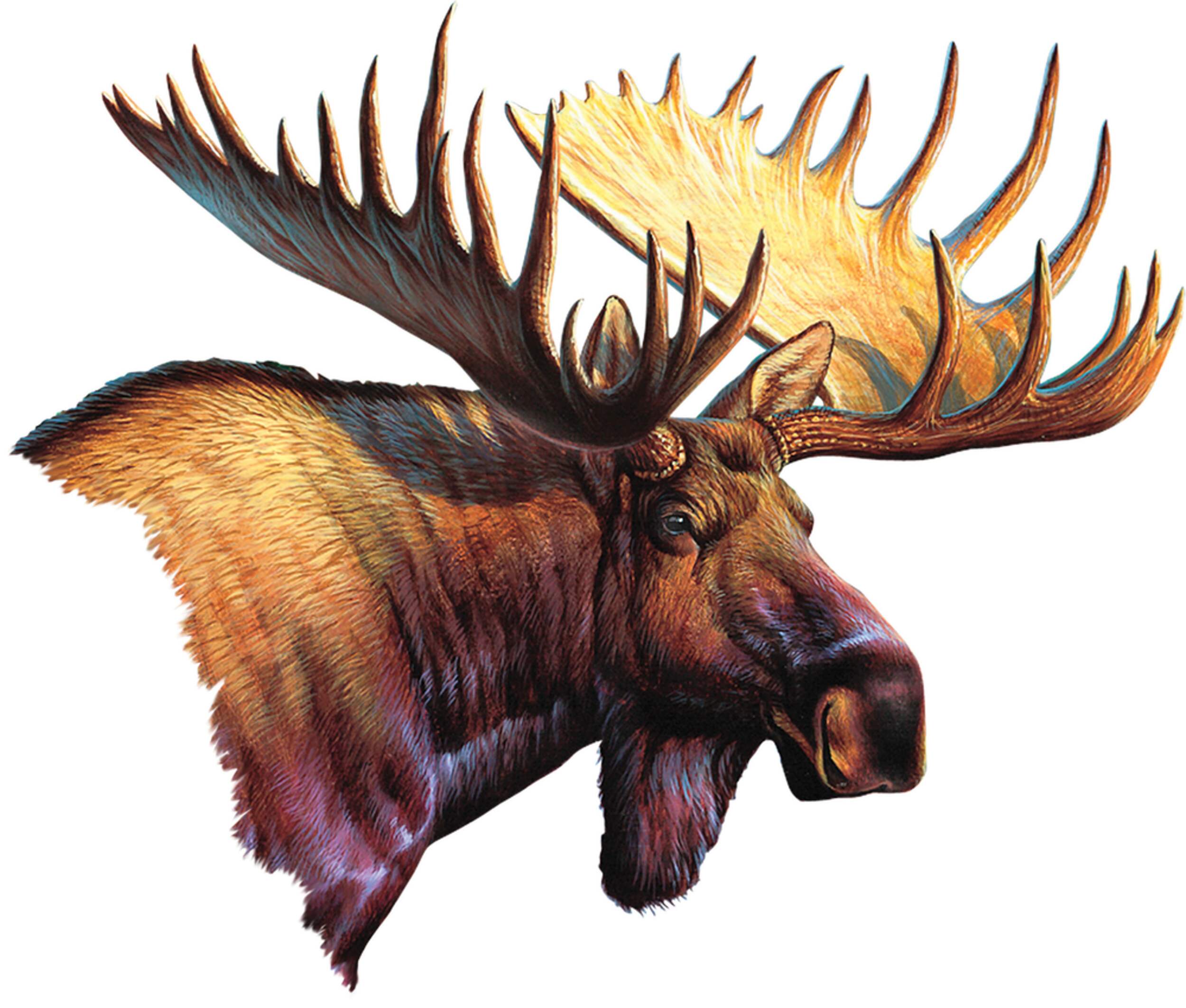 Rivers Edge Moose Car Door Canadian Tire