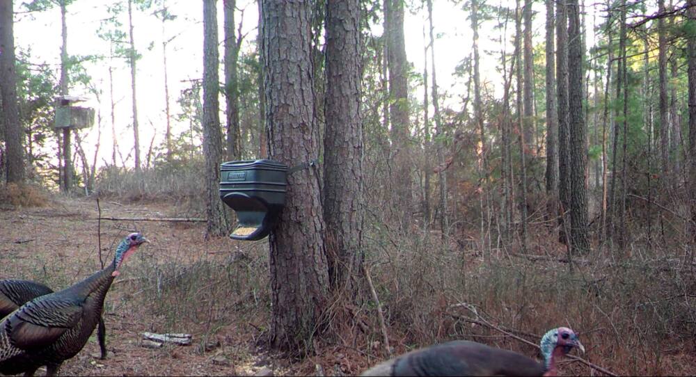 Moultrie Feed Station Deer Feeder Basic Gravity 40Lbs Capacity Tree Mounting New 