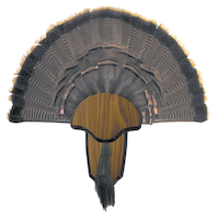 Hunters Specialties Hunting Turkey Tail & Beard Mounting Kit Overhead_Flat