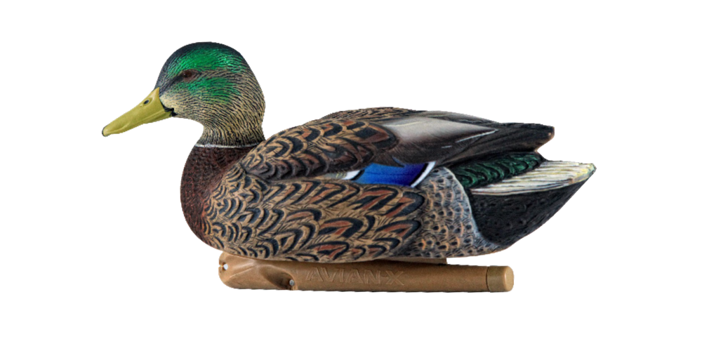 AvianX Top Flight Early Season Hunting Mallard Decoys, 6pc Canadian