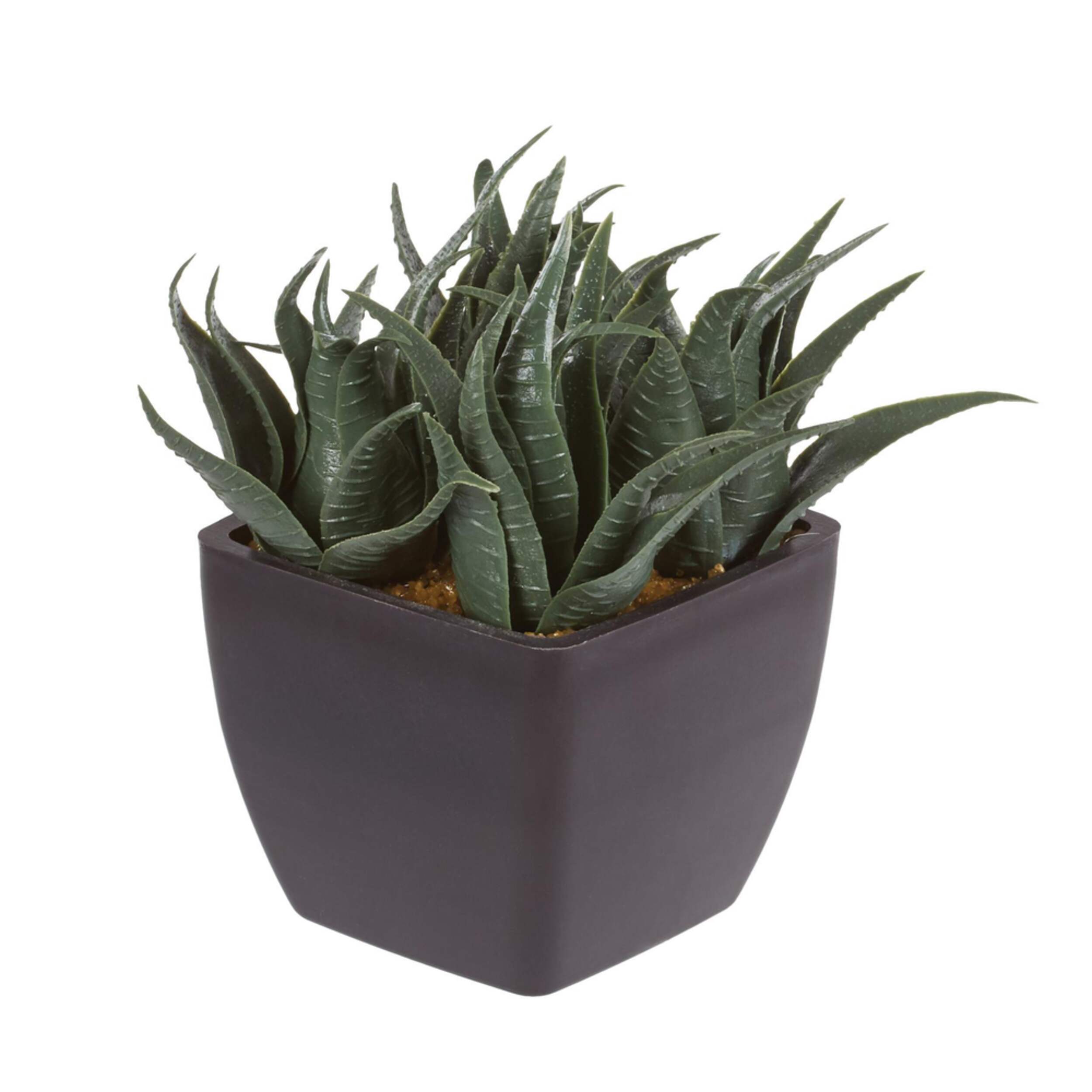 CANVAS Assorted Succulent Pot Front_Angled_Right