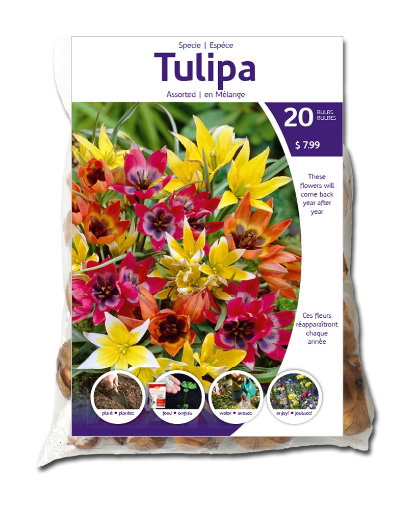 Assorted Specie Tulip Bulbs, 20pk Canadian Tire