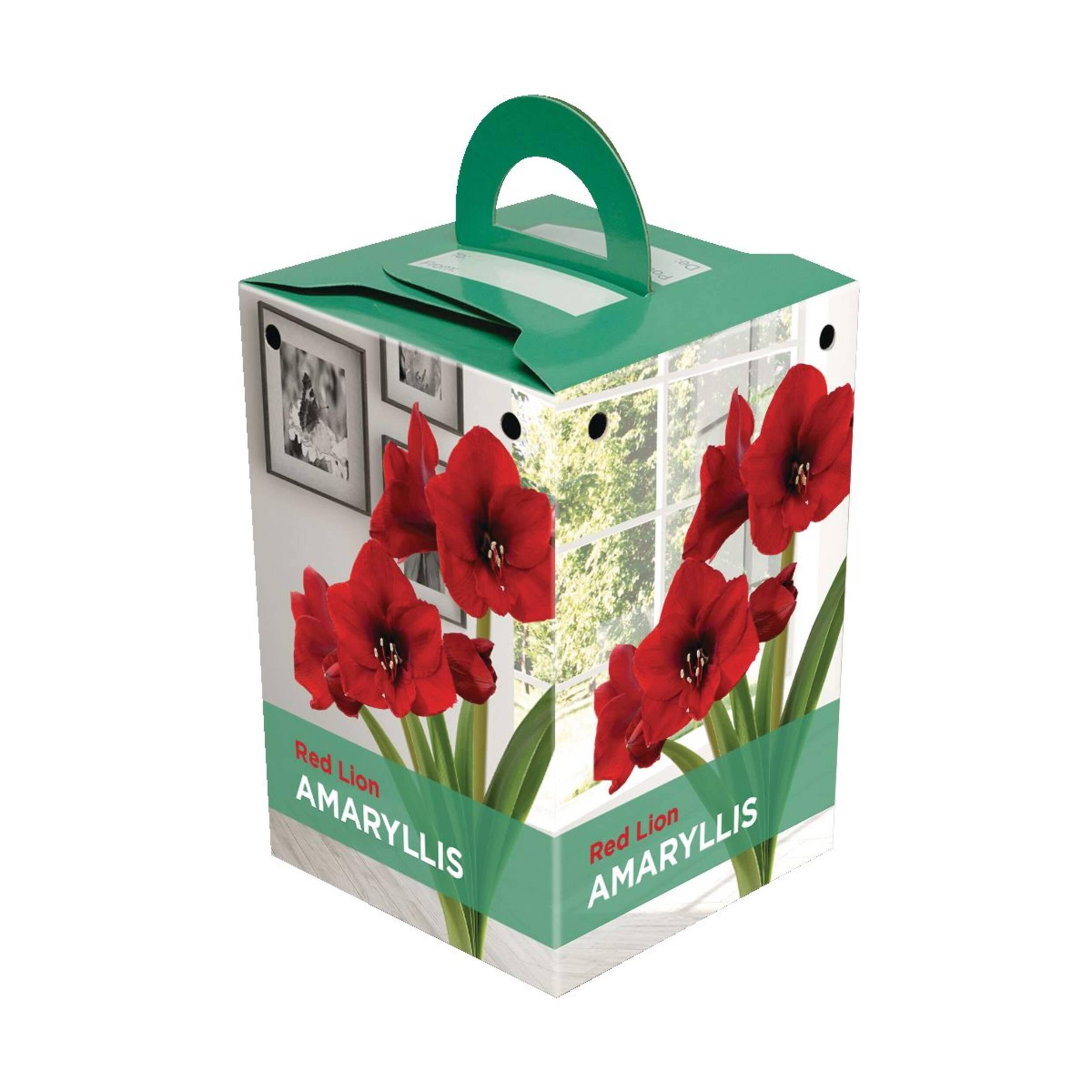 Red Lion Oversized Amaryllis Bulbs, Ready to Plant for your Home Garden Front_Three_Fourths_Angled_Right