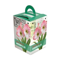 Apple Blossom Oversized, Amaryllis Bulbs, Ready to Plant for your Home Garden Front_Three_Fourths_Angled_Right