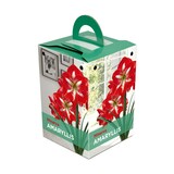 Minerva  Oversized, Amaryllis Bulbs, Ready to Plant for your Home Garden Front_Three_Fourths_Angled_Right