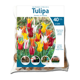 Bulbes de tulipes Fleur de lys, variés
