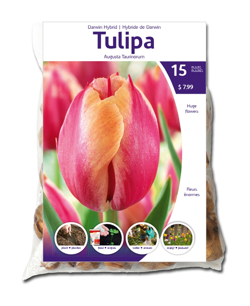 Tulip Triumph Shirley Flower Bulbs Canadian Tire