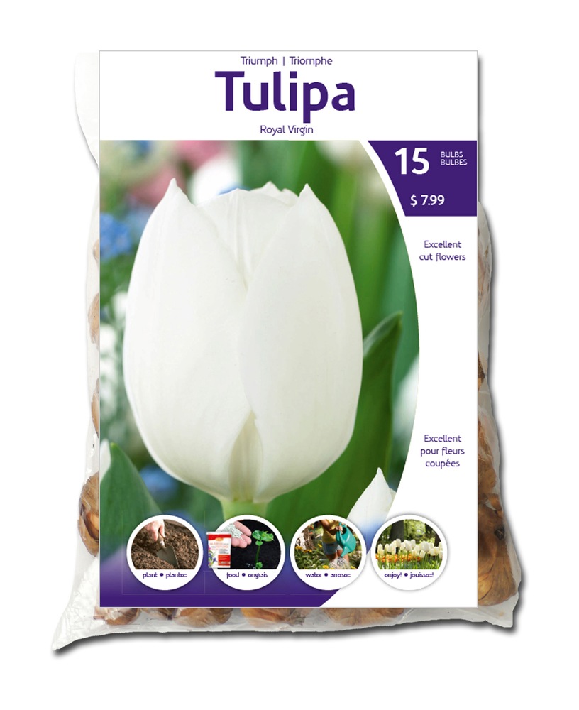 Tulip Fringed Bell Song Flower Bulbs Canadian Tire