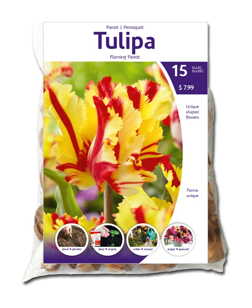Tulip Flaming Parrot Flower Bulbs Canadian Tire