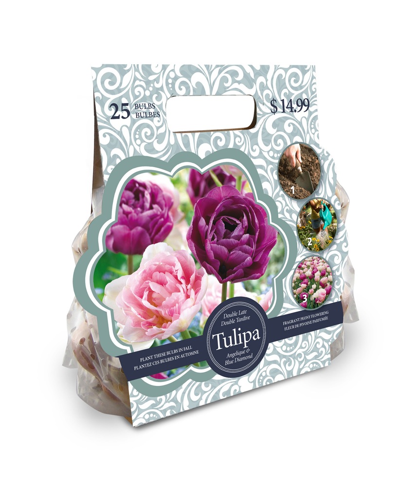 Tulip Double Late Angelique and Blue Diamond Flower Bulbs Canadian Tire