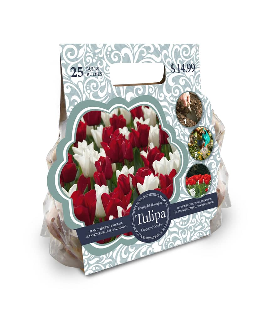 Tulip Triumph Seadov and Calgary Flower Bulbs Canadian Tire