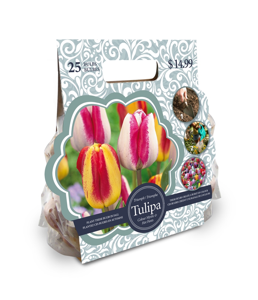 Tulip Triumph Colour Mystic and Hot Pants Flower Bulbs Canadian Tire