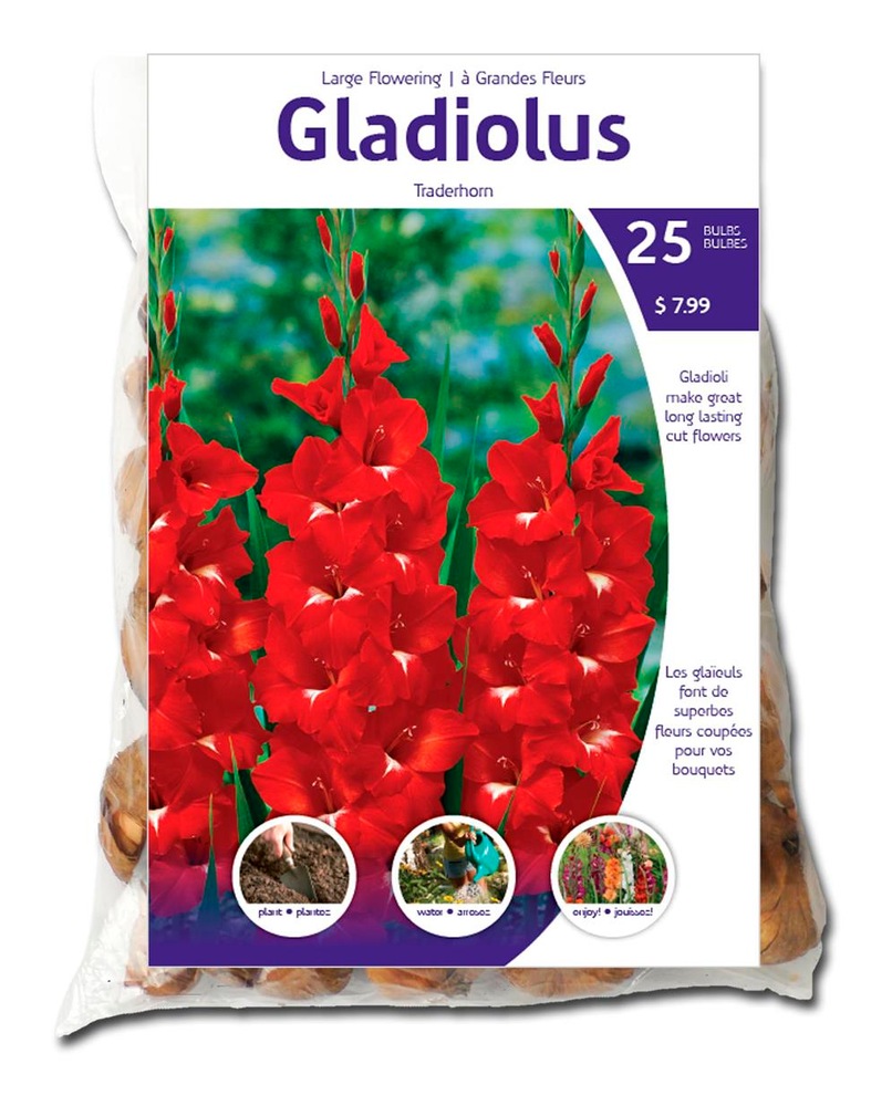 Gladiolus Traderhorn Flowering Bulbs For Planting Canadian Tire