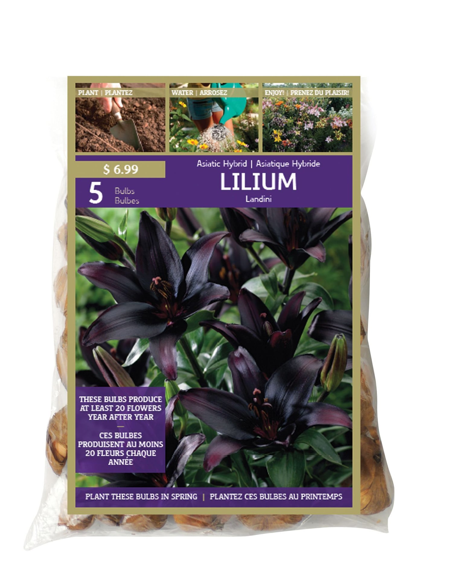Lilium Asiatic Landini Bulbs Canadian Tire